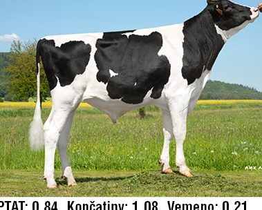Býk FARAON PP